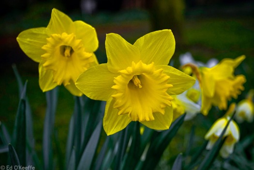 wild_daffodil_flowers_durham_england